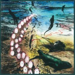 Laws of Multiversal Gravitation